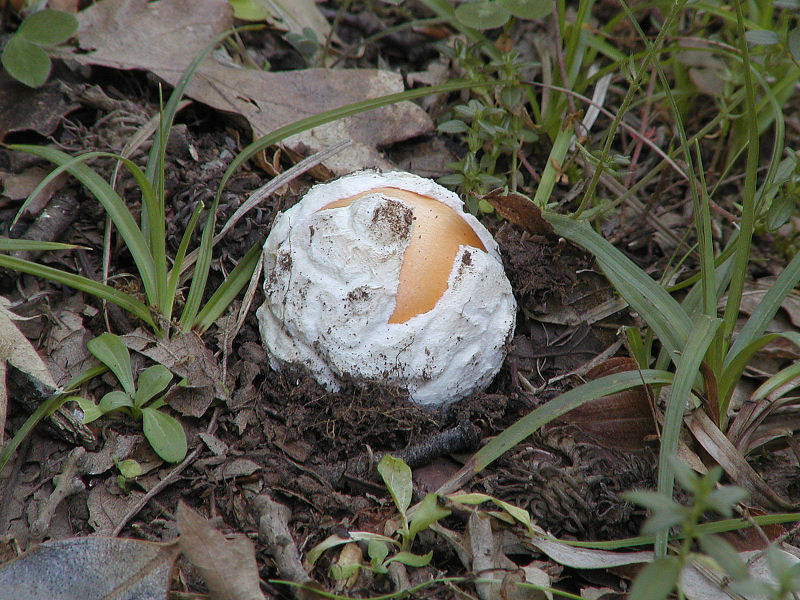 foto d''archivio (Amanita caesarea)